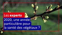 2020, une année particulière pour la santé des végétaux ?