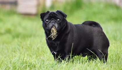 En balade mon chien mange n'importe quoi!