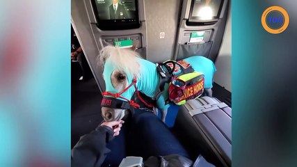 Un cheval miniature prend l'avion en première classe