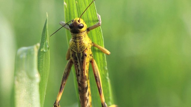 Locust invasion devastates crops as Pakistan suffers worst infestation in two decades