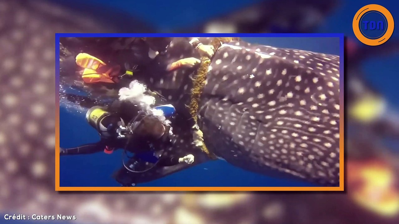 Un requin-baleine prisonnier d’une corde se fait secourir par deux plongeurs