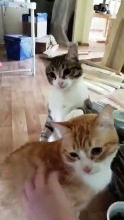 Chat jaloux : câlin pour l'autre, coup de patte !