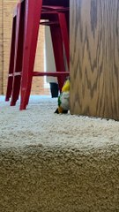 Caught Bob Sharpening His Beak