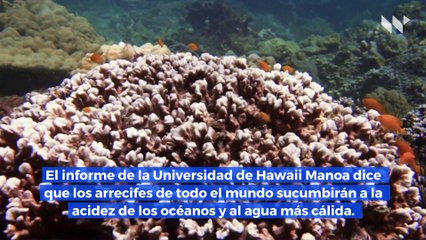 Los arrecifes de coral dejarán de existir a finales de este siglo