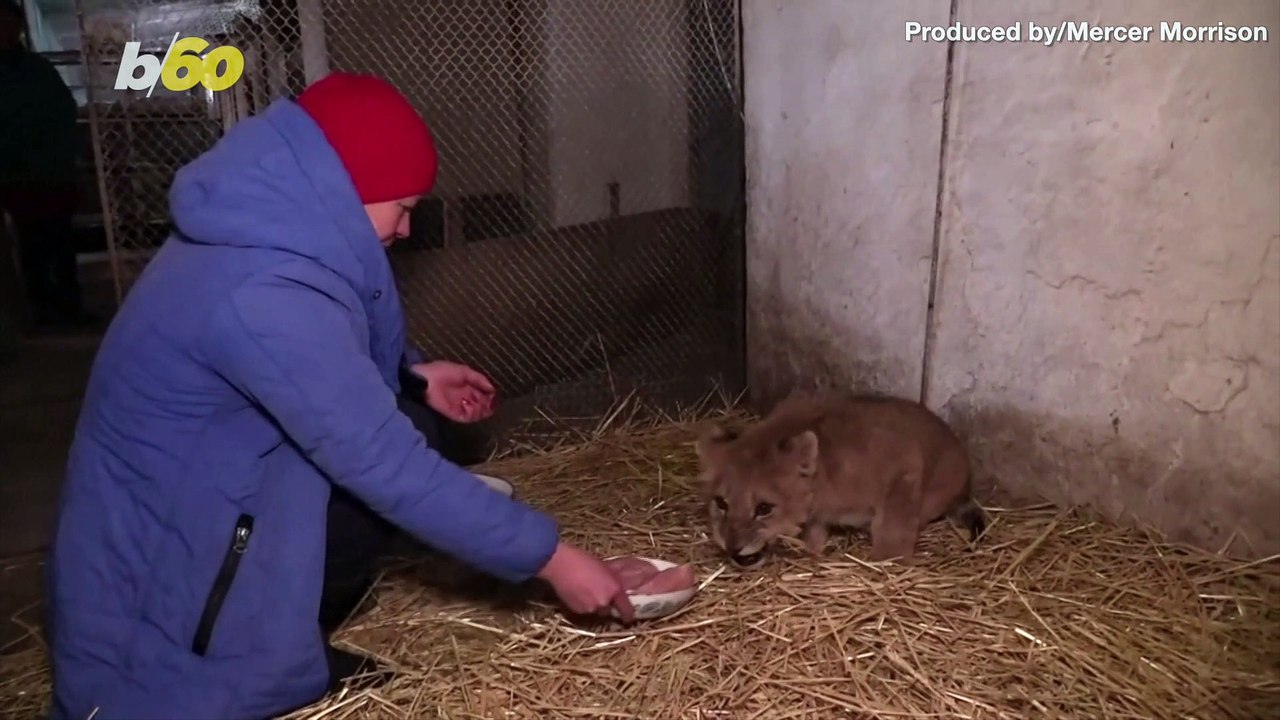 Ukrainian Zoo Welcomes First Lion Cub Born Amid Country’s Conflict
