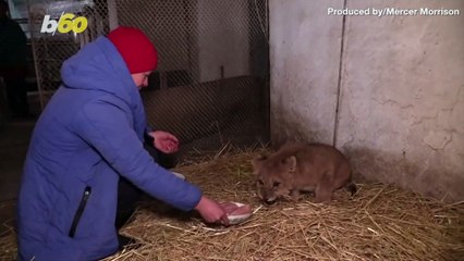Ukrainian Zoo Welcomes First Lion Cub Born Amid Country’s Conflict