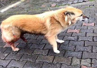 Sarıyer'de vicdansız sürücünün köpeğe çarpıp kaçtığı anlar kamerada