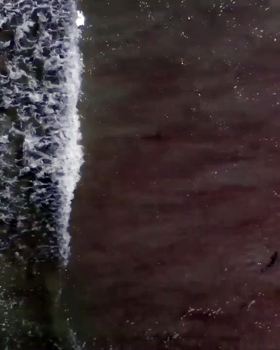 Une douzaine de requins envahissent les abords d'un rivage en Floride
