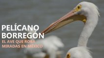 Pelícanos borregones, las aves que roban miradas en México