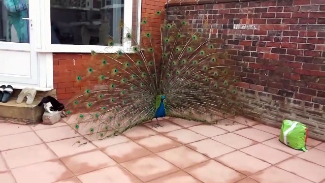 Ce chaton veut jouer avec les plumes d'un paon... mauvaise idée