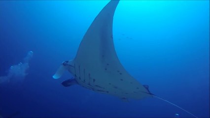 Un plongeur intervient pour sauver une raie manta