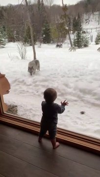 Une meute de loups rend visite à cette famille en vacances dans leur chalet au Quebec
