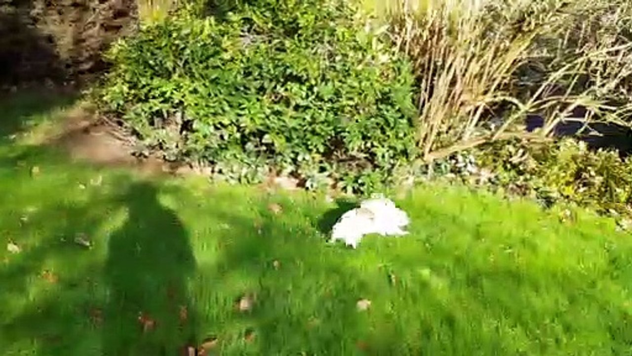 Jeux au jardin