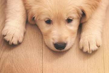 6 Signs Your Dog Is Stressed or Sad