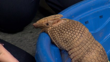 Meet Ralphie the Southern 3-Banded Armadillo