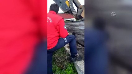 Ayvalık'ta pirina havuzuna düşen ineği itfaiyeciler kurtardı - BALIKESİR