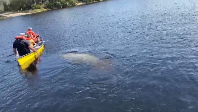 Manatees pay kayakers a visit