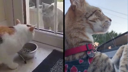 Kitty Has A Crush & Cat Enjoys Feeling The Wind Through Its Fur