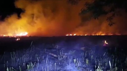 Incêndio atinge grande área do Cascavel Velho e Corpo de Bombeiros é acionado para o combate