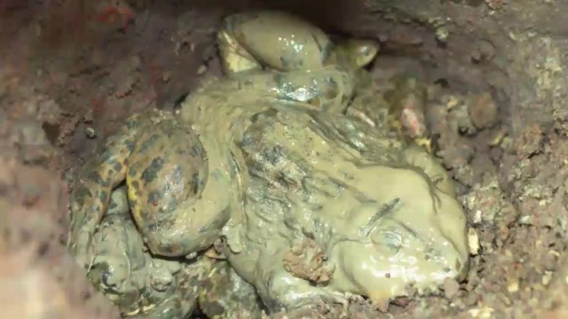 New Catch copper frogs - Find frogs Underground Hole on The Rice field