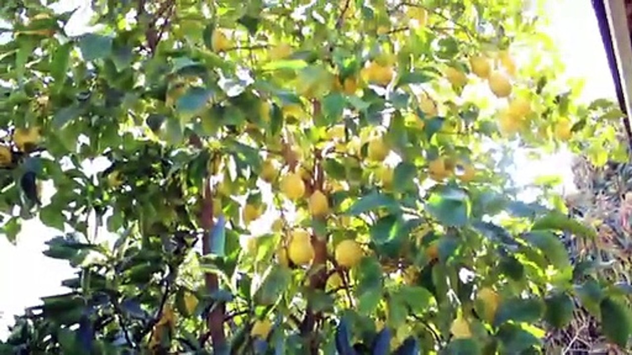 Limon Amarilo Eureka, Tiene Mucha Fruta en Febrero