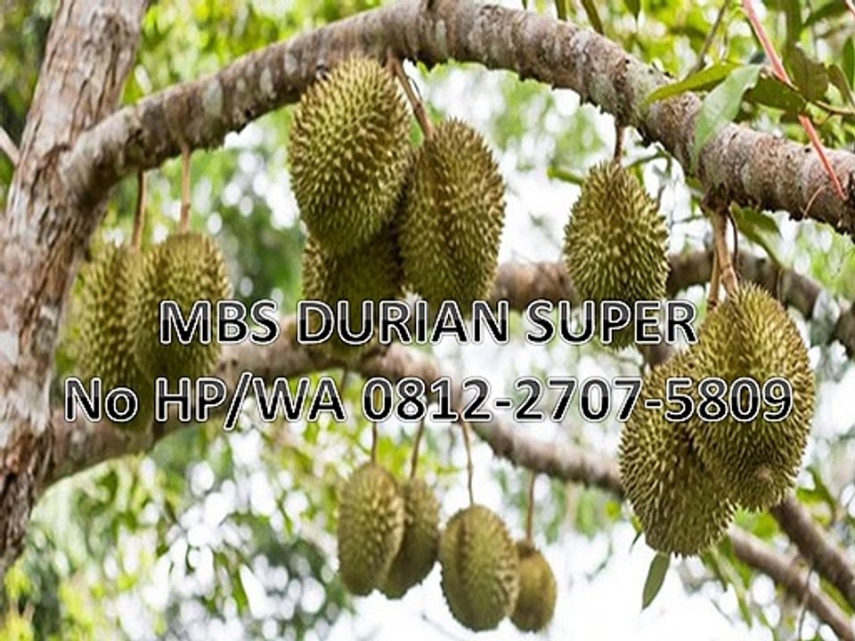 GROSIR, WA 0812-2707-5809, Bibit Durian Duri Hitam Asli Sulawesi Selatan