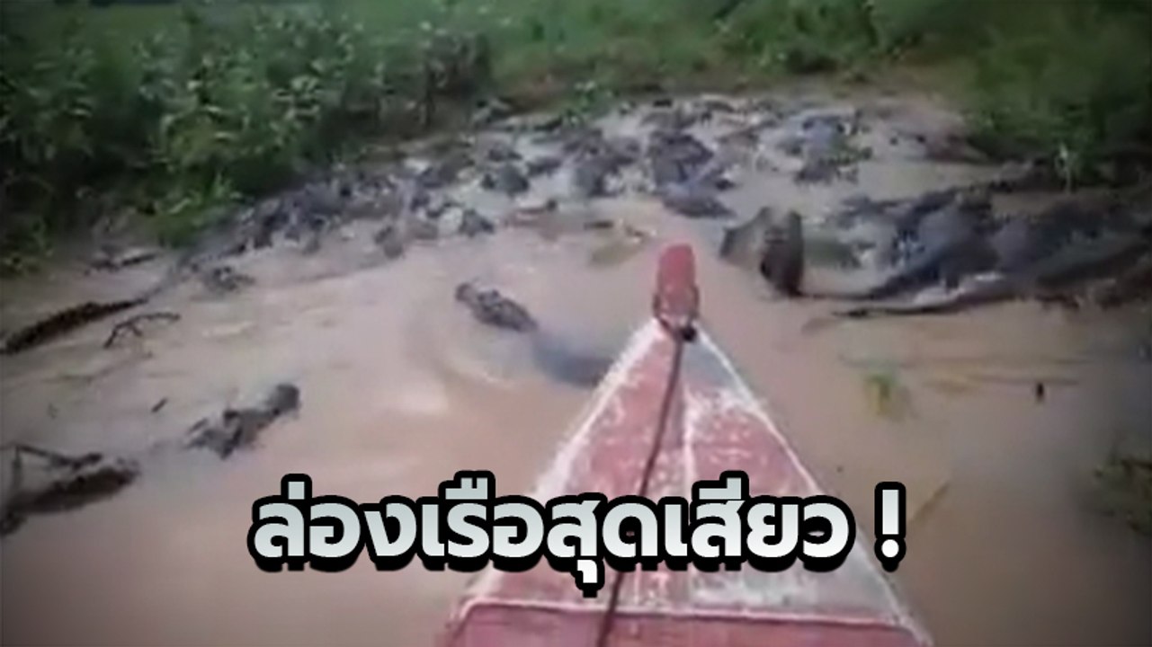 หัวใจจะวาย หนุ่มล่องเรือฝ่าดงจระเข้อย่างชิล จระเข้สิต้องกลัวพี่ !!