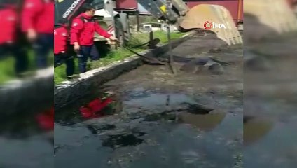 Prina havuzuna düşen inek kurtarıldı