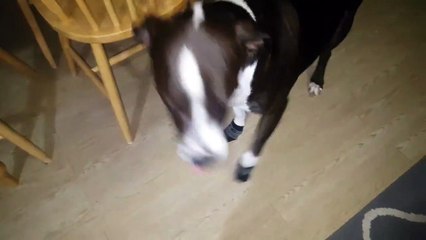 Bruno the pitbull trying out his new socks