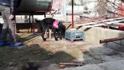 Uyuşturucu operasyonunda yakalanan kişi tutuklandı - ŞANLIURFA