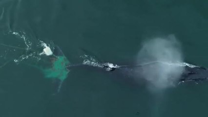 Salvan en México a una ballena jorobada atrapada en una red de pesca ilegal