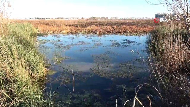 Bir zamanlar kuş cenneti olan 'Yamansaz' atık ve kirlilik tehdidi altında