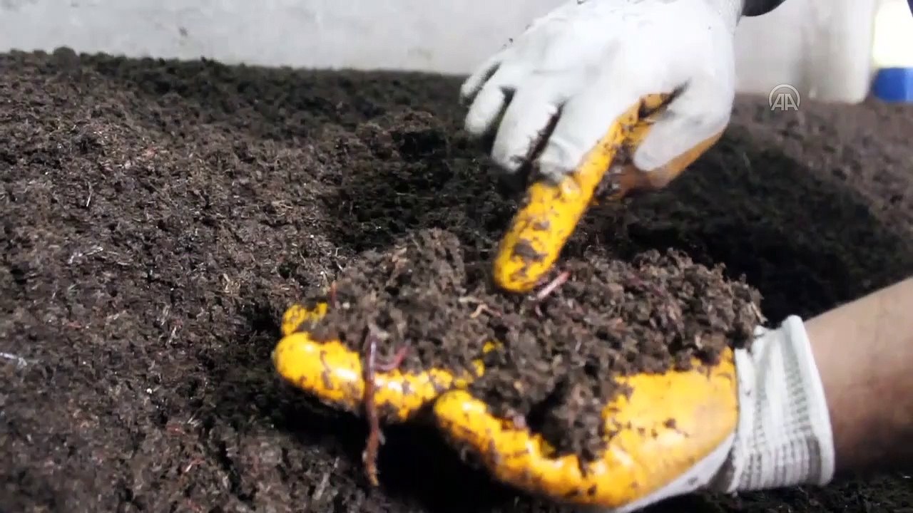 Ahırda başladığı solucan gübresi üretiminde taleplere yetişemiyor - ŞANLIURFA