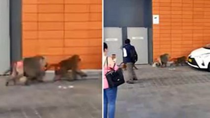 Baboons escape from research facility at Busy Sydney hospital