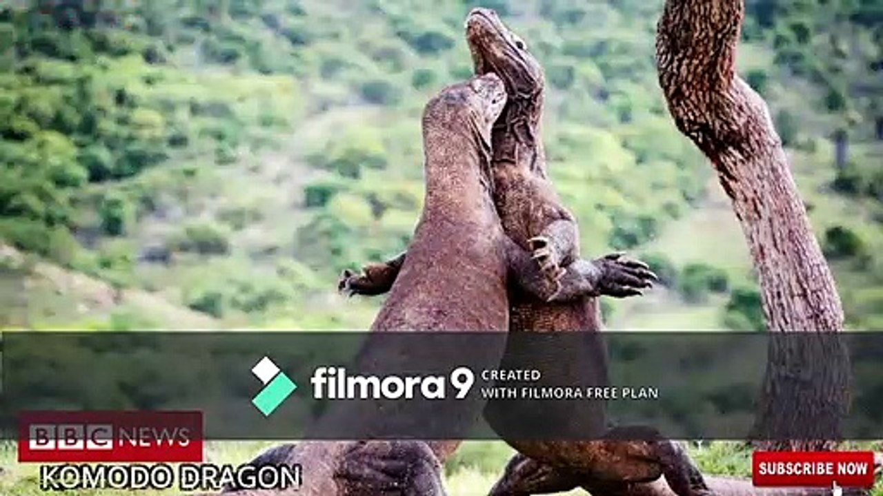 5 Most Rare Lizards | rare lizards | pets & animals point: