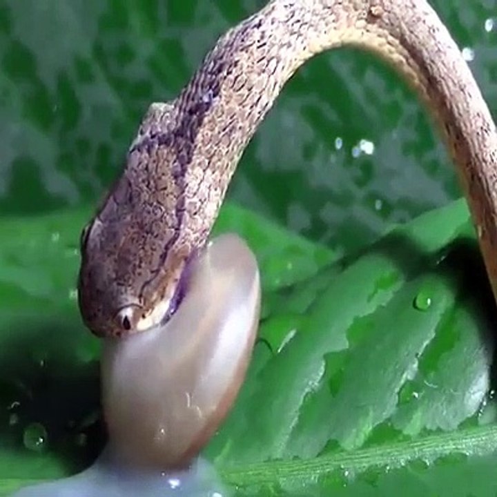 Snakes_attack_the_snail_and_later_surprise_..._