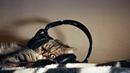 You Can Create a Playlist for Your Pet With Spotify