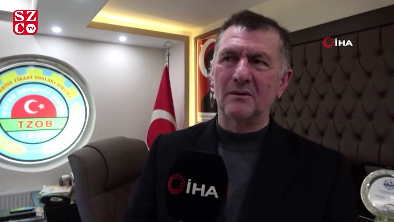 Çarşamba Ovası ‘orman’ oluyor