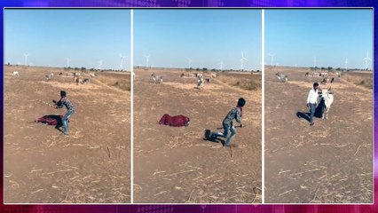 Viral Video : Watch How A Cow Saved The Owner