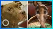 Anjing Pitbull melindungi majikan dari kobra, kehilangan nyawa - TomoNews