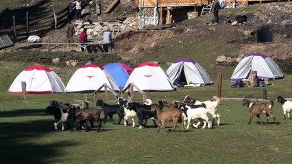 Fairy Meadows & Nanga Parbat Base Camp, Pakistan in 4K Ultra HD