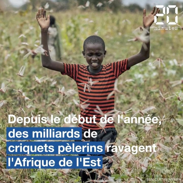 Les essaims de criquets pèlerins ravagent les cultures en Afrique de l'Est