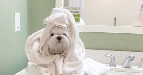 Dans cet hôtel, on peut avoir un chien comme compagnie et l'adopter en sortant