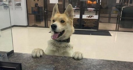 Au Texas, un chien s'est rendu seul dans un commissariat pour signaler sa propre disparition