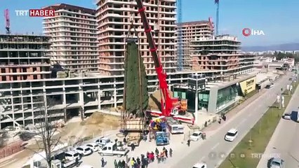 55 yıllık ağaç cami bahçesine taşındı