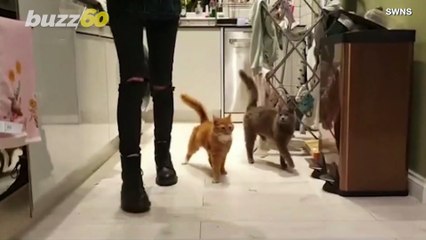 These Cats Wobble but they Don’t Fall Down