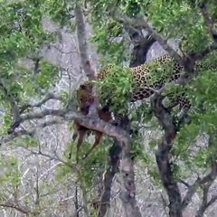 A Cheetah Climbed The Tree To Save Food | Oneindia Malayalam