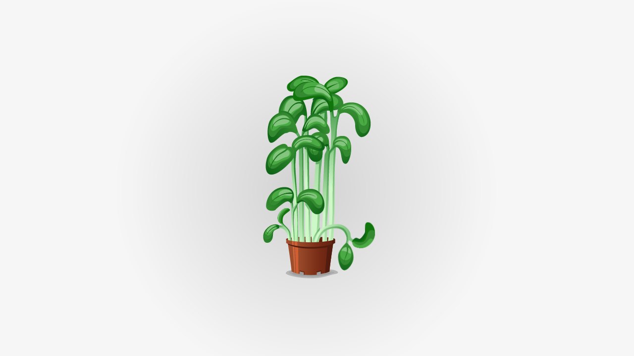 Les graines de cresson, un allié du quotidien !