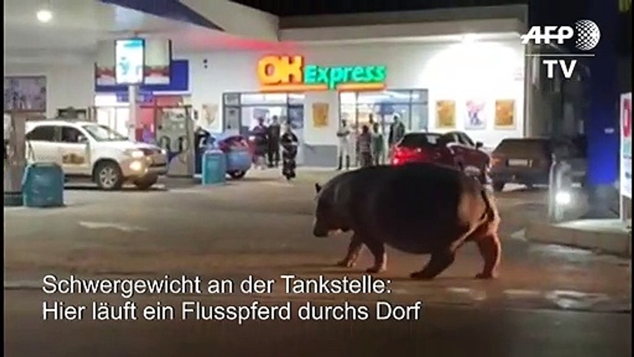 Läuft ein Nilpferd durchs Dorf...
