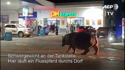 Läuft ein Nilpferd durchs Dorf...